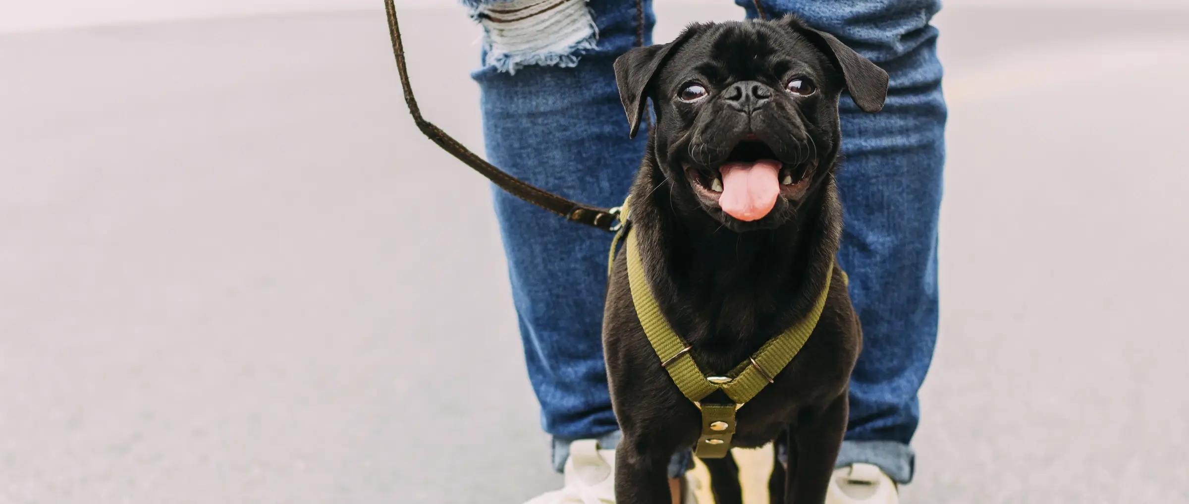 Rekruttering af hundepassere