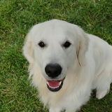Bonzo avatar
