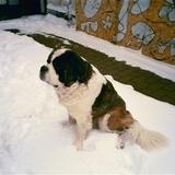 Flensteds Holger avatar