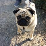 Romeo avatar