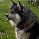 Ziggy avatar