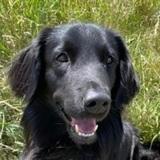 Denzo  avatar