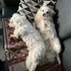 Marianne: Hundepasser