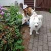 Marie Thit: Gå en tur så hunden sover en dejlig lur