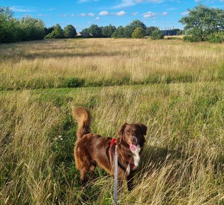 The walk on the wild grass face