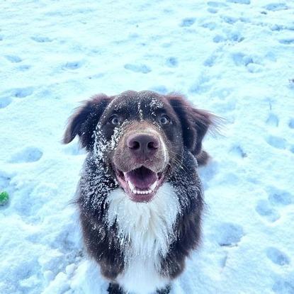 The happy iced face