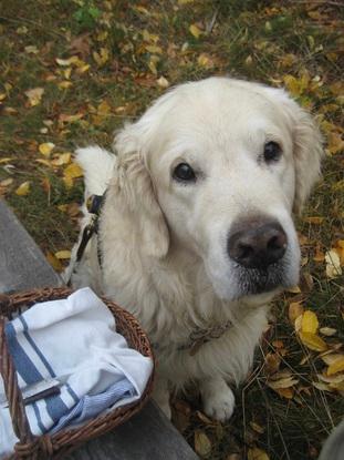 Min venindes hund Bertie på svampetur i Tisvilde