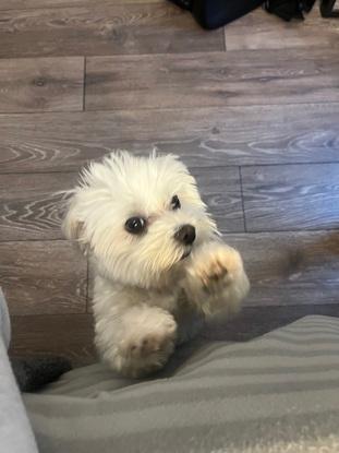 Fifi