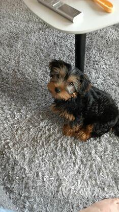 Coco
