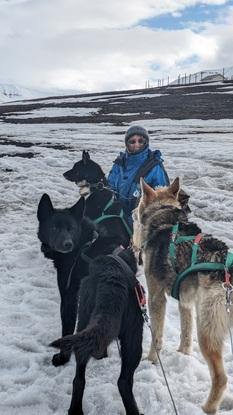 Huskyer på Svalbard