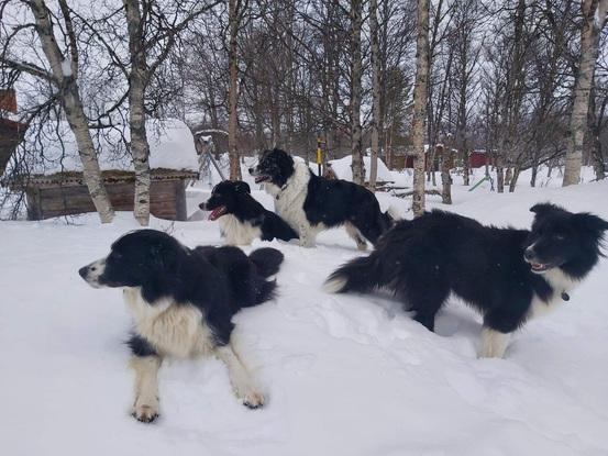 Min familie elsker Border Collier, så nogle gange skal hele banden passes