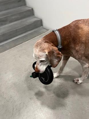 Kollegas hund på tur 