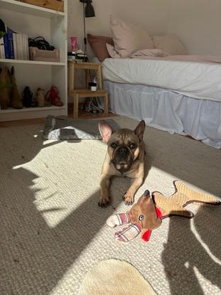My friends dog Luna