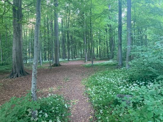 Risskov skov