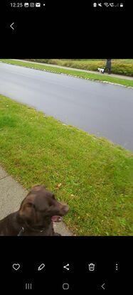 Fantastiske Daisy sidder helt stille og uden at gøre selvom der går en anden hund på den anden side af vejen