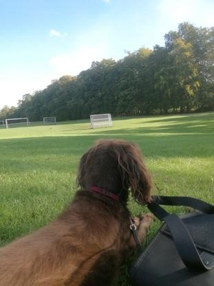 Chiller i parken 🌿