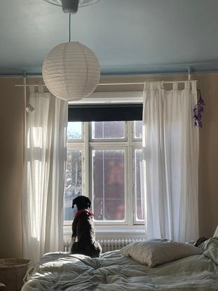 Min venindes hund på besøg hos mig
