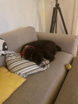 Min venindes hund i min sofa