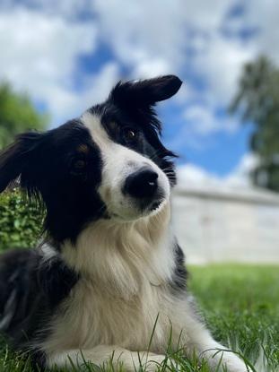 Det her er min egen hund Maggie på 11 år.