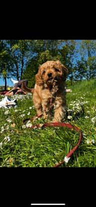 En anden hund jeg har passet