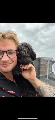 Sven, en hund jeg har passet