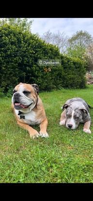 Min mors hund “Otto og min storebrors hund “Hector”