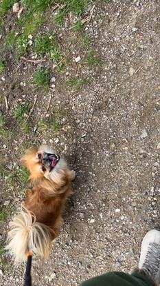 Min hund