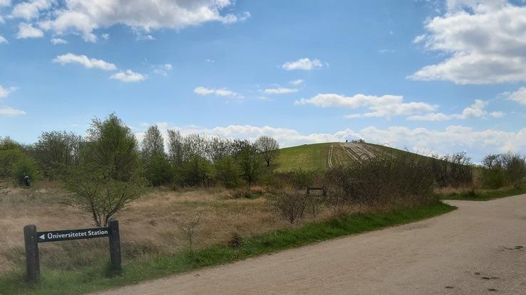 Amager fælled