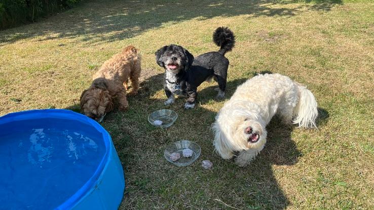 Glade hunde der spiser is