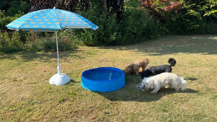 Poolparty med is