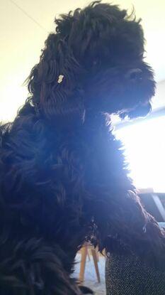 Bodil