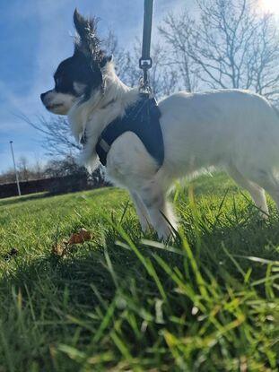 Oscar