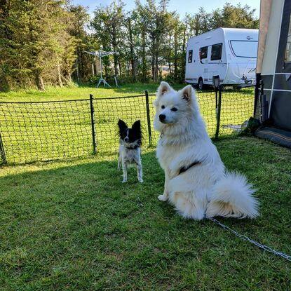 Pil, mine forældres hund jeg tit har passet. Milo min egen hund.
