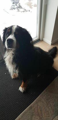 Min gamle hund - Berner Sennen