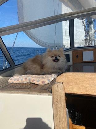 Min hund på tur på vores båd