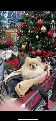 Min hund på juleudflugt