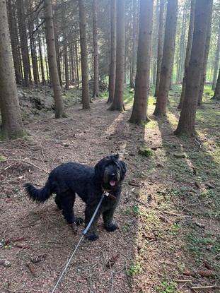 Karla, Labradoodle - Fast passer siden hun var 5 måneder gammel lige fyldt 2 år