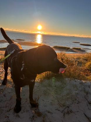Huxi, Labrador - Venindes hund løs passer