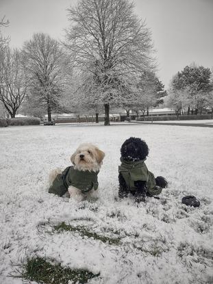 Mine hunde Tika og Kiki