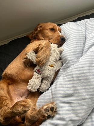 Luna putter som altid i sengen 🥰