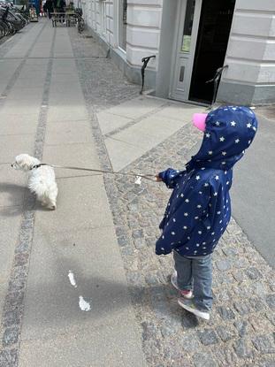 En sød lille hund vi har passet førhen