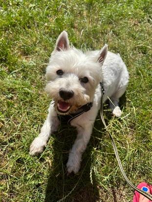 Milou, westie