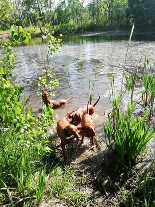 Hekla, Tango, Polka og Cora