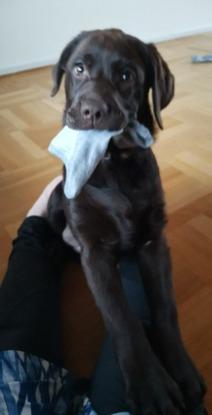 Ellie, den lille sokketyv! (Labrador).