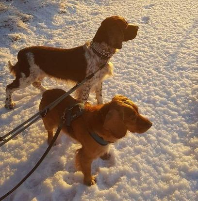 Mine forældres hunde, Kato (springer spaniel) og Cocio (cocker spaniel).