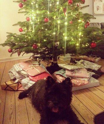 Min egen gamle hund, Ludvig om