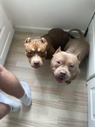 Hector og Nala