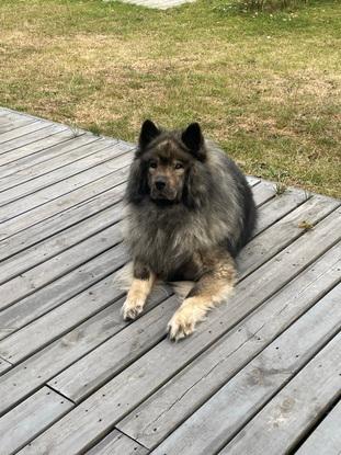 Mine forældre hund