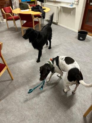 Cody med sine venner i Hundeklubben