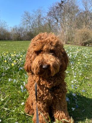 Emil (cockapoo) - hundeluftning og heldagspasning